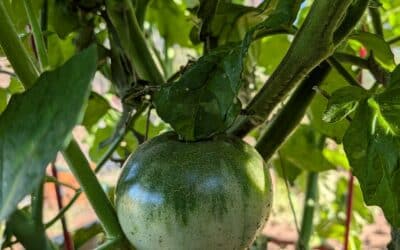Why Is My Tomato Plant Not Producing Tomatoes? 5 Common Tomato Problems and How to Fix Them