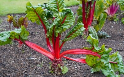 Bay Area Fall Garden Guide: When & How to Plant Winter Veggies