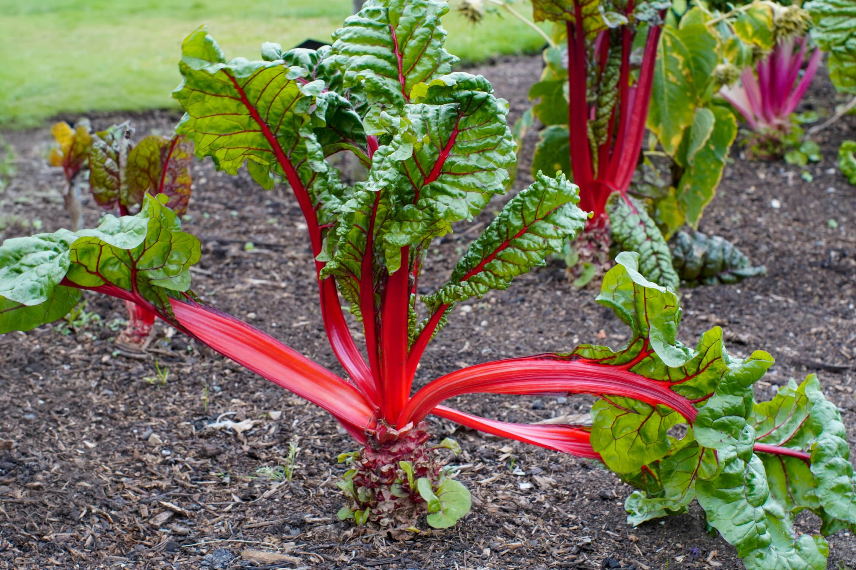 chard with red stems in garden bed