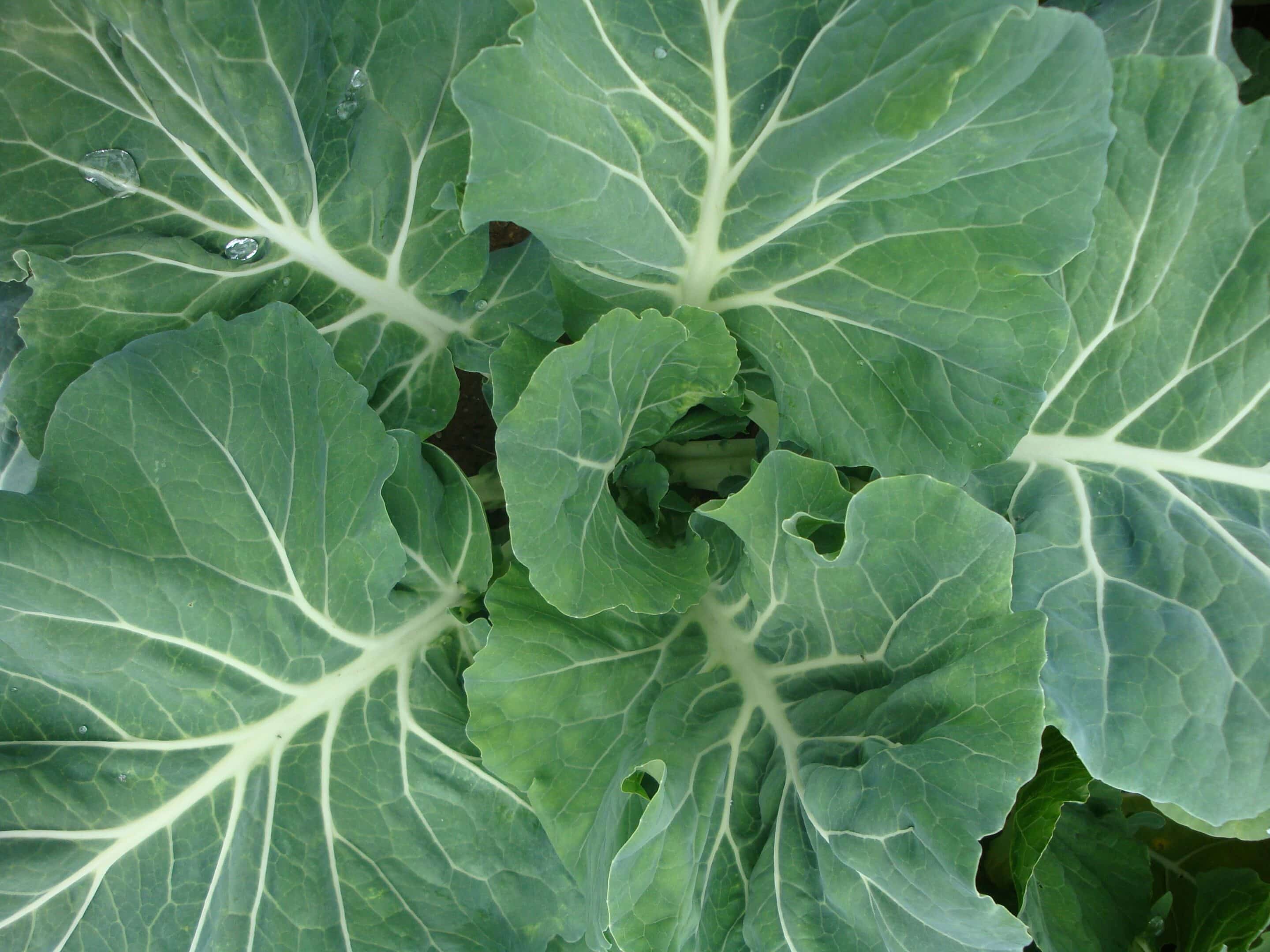 close up of a head of green chard leaves on a plant