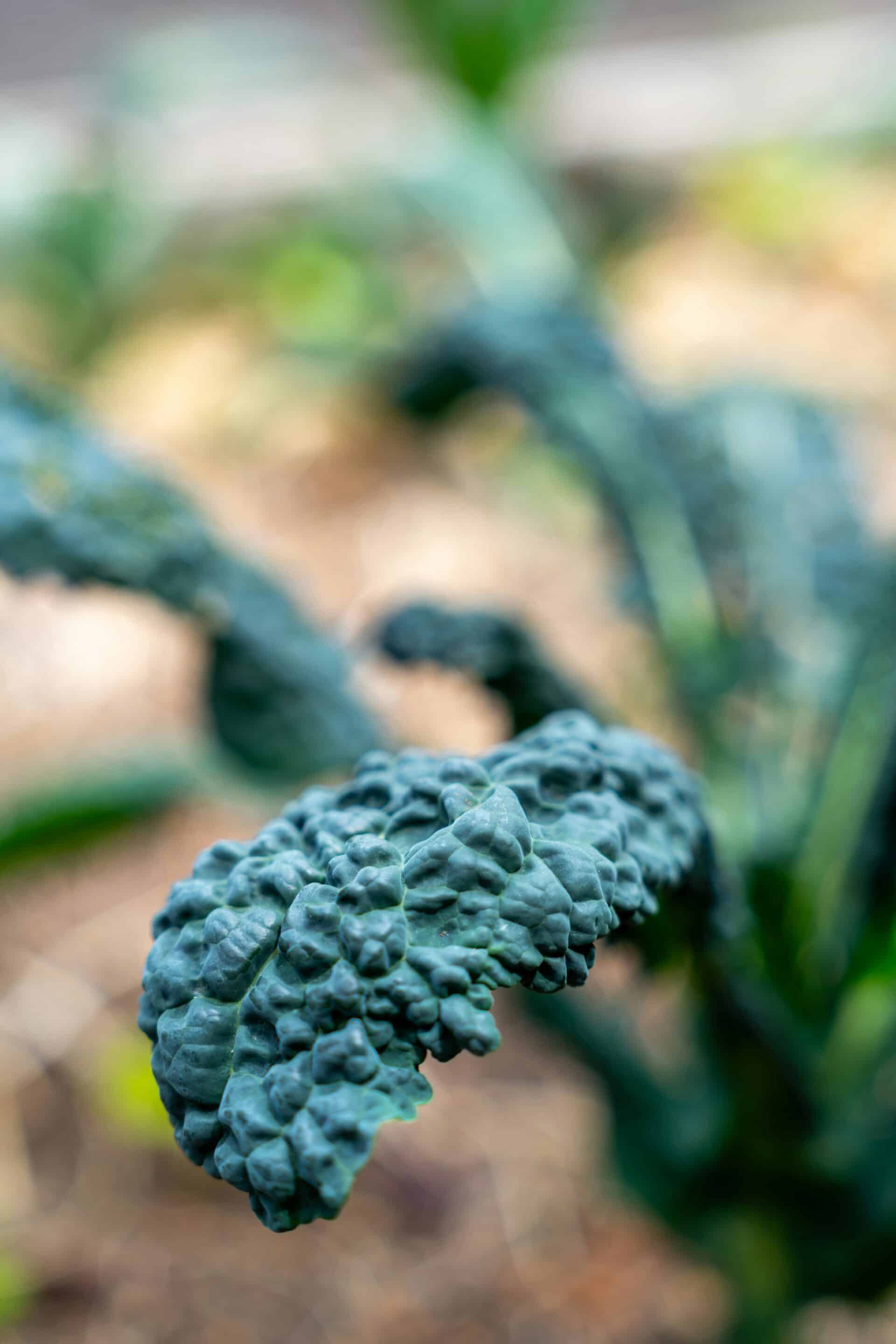 lacinato kale in a garden bed