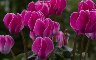 What to Plant in the Bay Area in September and October